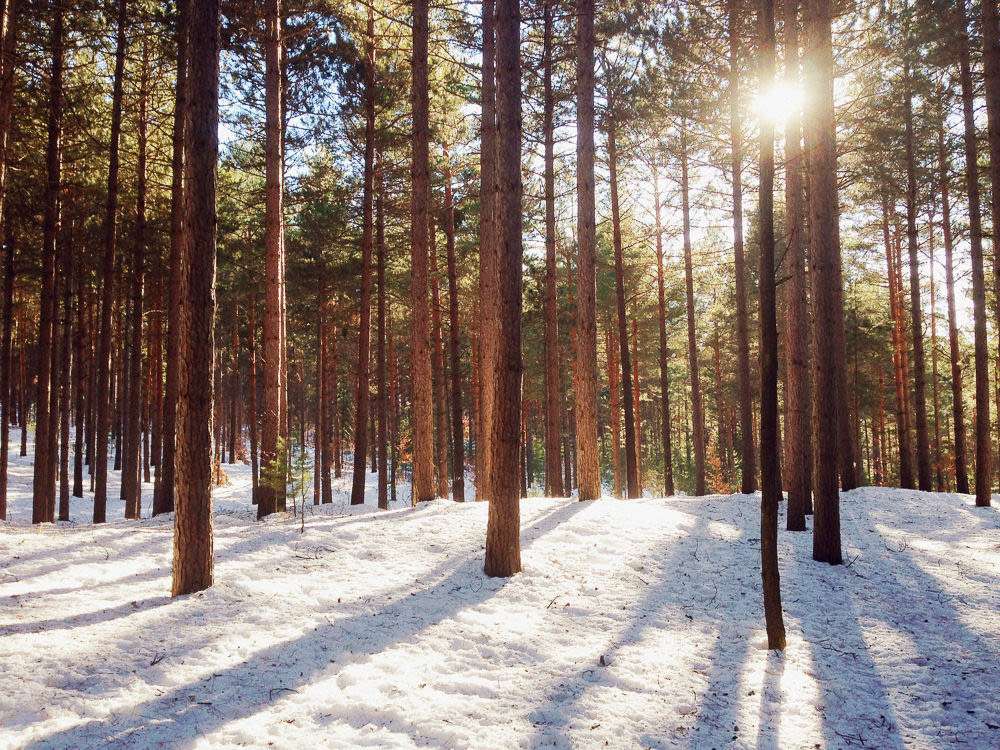 Pelasta puu, polta kynttilä